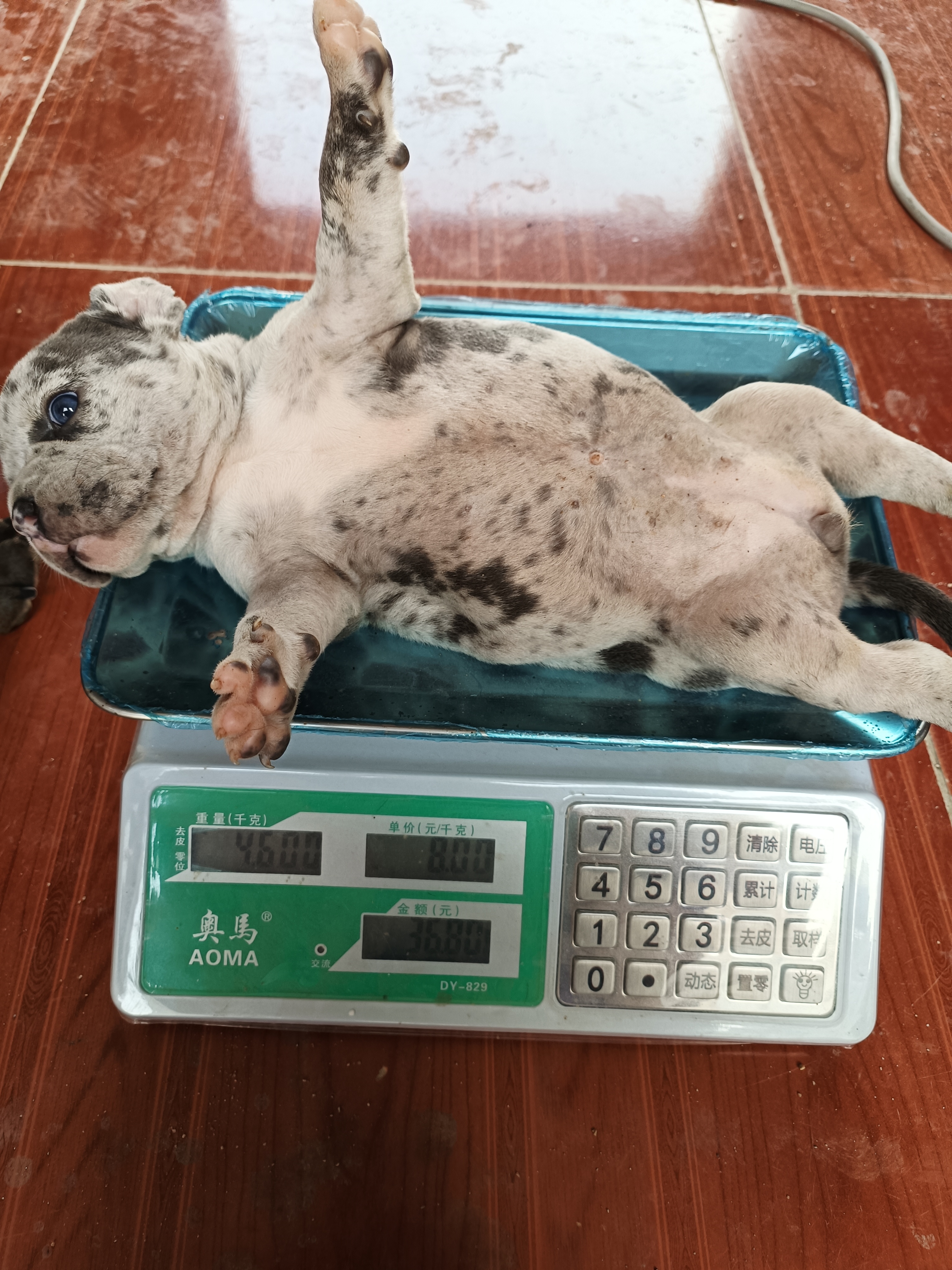 恶霸犬  大体陨石色